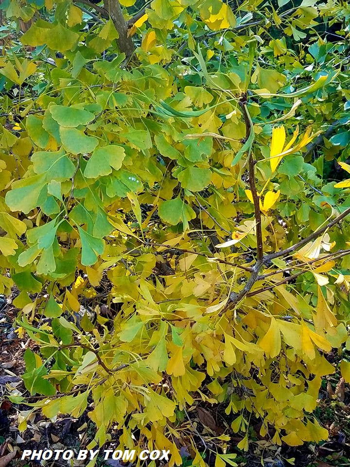 - Ginkgo biloba 'Korinek' Male Dwarf Ginkgo Tree - Mr Maple │ Buy Japanese Maple Trees