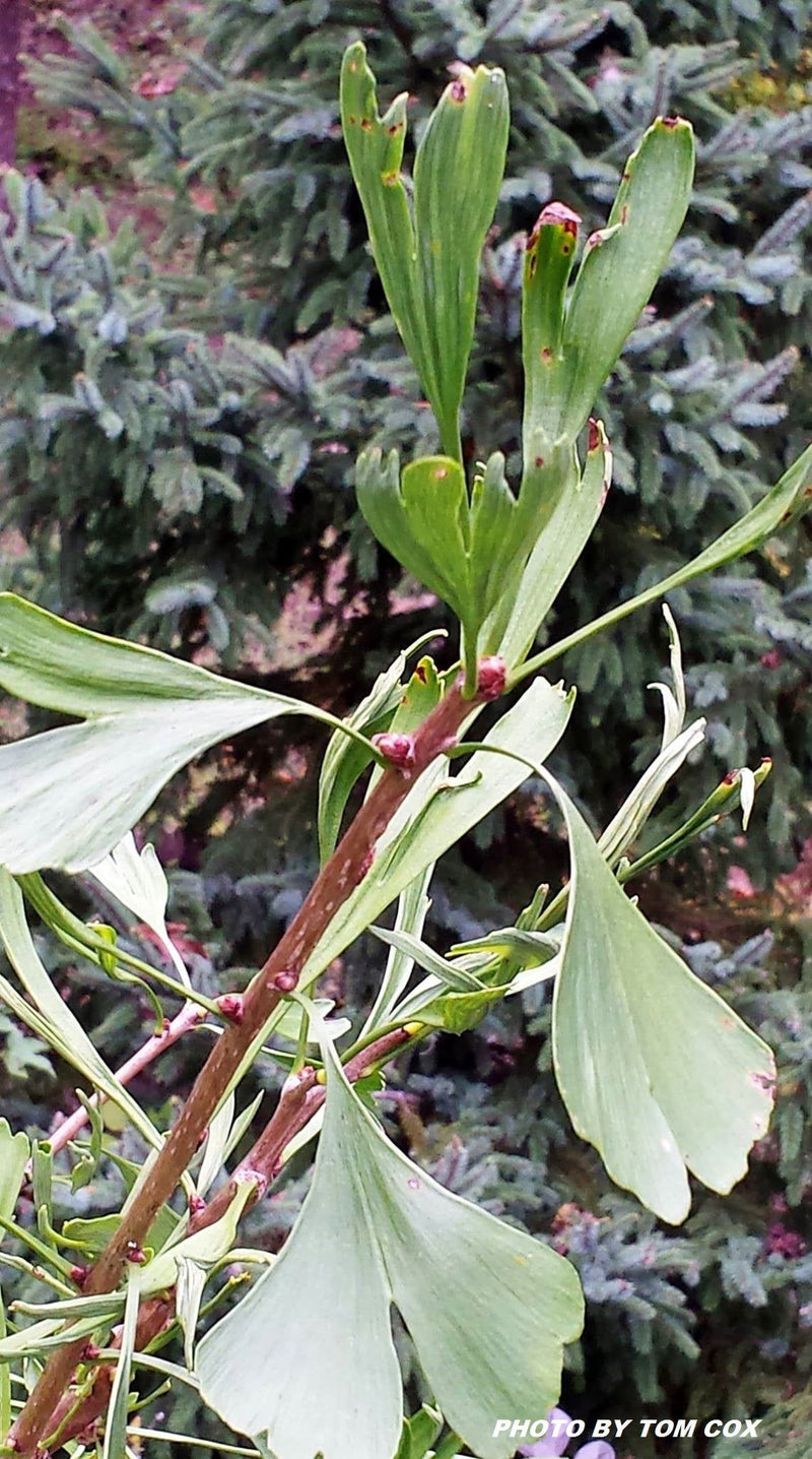 - Ginkgo biloba 'Korinek' Male Dwarf Ginkgo Tree - Mr Maple │ Buy Japanese Maple Trees