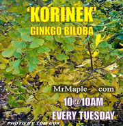 - Ginkgo biloba 'Korinek' Male Dwarf Ginkgo Tree - Mr Maple │ Buy Japanese Maple Trees