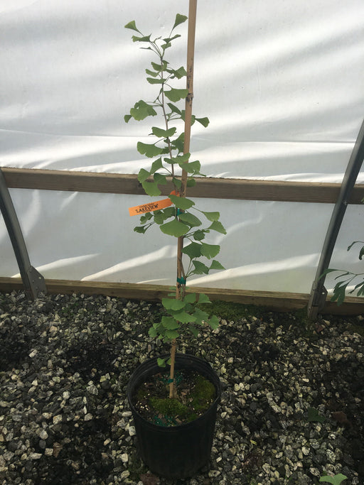 - Ginkgo biloba 'Lakeview' Columnar Ginkgo Tree - Mr Maple │ Buy Japanese Maple Trees