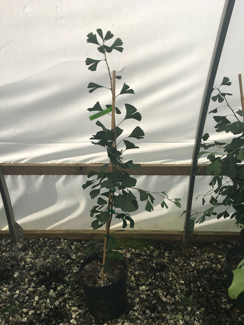 - Ginkgo biloba 'Liberty Splendor' Female Fruiting Ginkgo Tree - Mr Maple │ Buy Japanese Maple Trees
