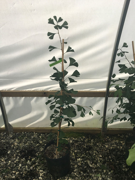 - Ginkgo biloba 'Liberty Splendor' Female Fruiting Ginkgo Tree - Mr Maple │ Buy Japanese Maple Trees