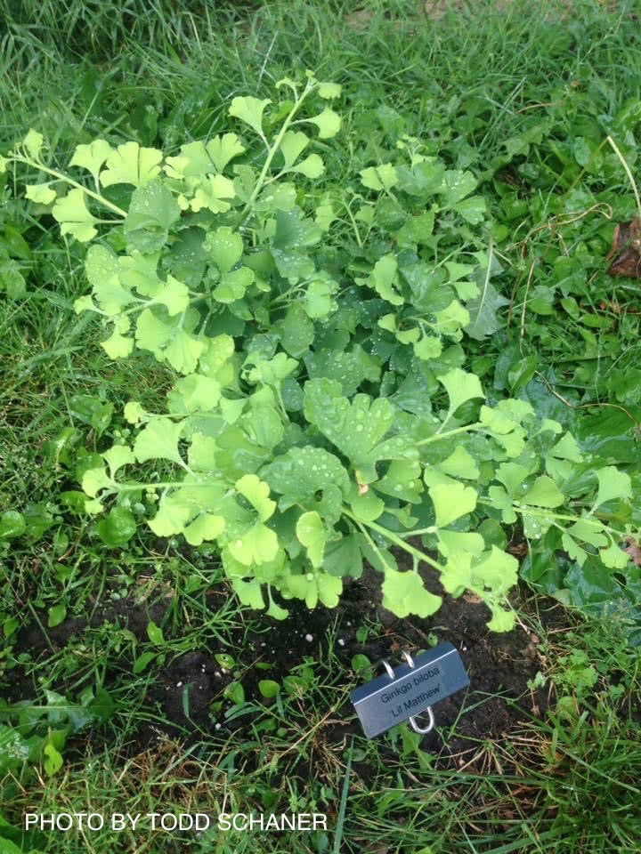 - Ginkgo biloba 'Lil Matthew' Dwarf Male Ginkgo Tree - Mr Maple │ Buy Japanese Maple Trees