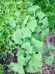 - Ginkgo biloba 'Lil Matthew' Dwarf Male Ginkgo Tree - Mr Maple │ Buy Japanese Maple Trees