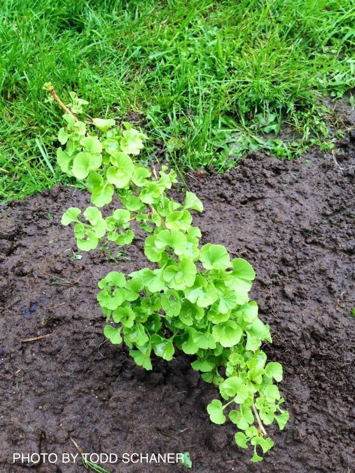 - Ginkgo biloba 'Lil Matthew' Dwarf Male Ginkgo Tree - Mr Maple │ Buy Japanese Maple Trees