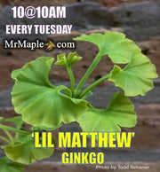 - Ginkgo biloba 'Lil Matthew' Dwarf Male Ginkgo Tree - Mr Maple │ Buy Japanese Maple Trees