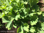 - Ginkgo biloba 'Lila' Dwarf Ginkgo Tree - Mr Maple │ Buy Japanese Maple Trees