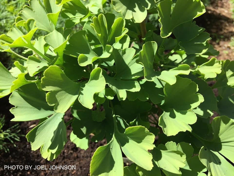 - Ginkgo biloba 'Lila' Dwarf Ginkgo Tree - Mr Maple │ Buy Japanese Maple Trees