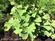 - Ginkgo biloba 'Lila' Dwarf Ginkgo Tree - Mr Maple │ Buy Japanese Maple Trees