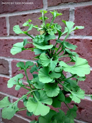 - Ginkgo biloba 'Lila' Dwarf Ginkgo Tree - Mr Maple │ Buy Japanese Maple Trees