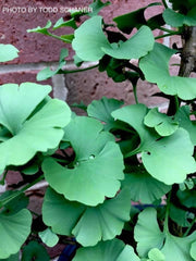 - Ginkgo biloba 'Lila' Dwarf Ginkgo Tree - Mr Maple │ Buy Japanese Maple Trees