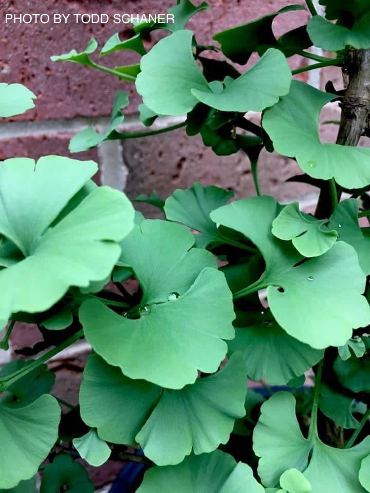 - Ginkgo biloba 'Lila' Dwarf Ginkgo Tree - Mr Maple │ Buy Japanese Maple Trees