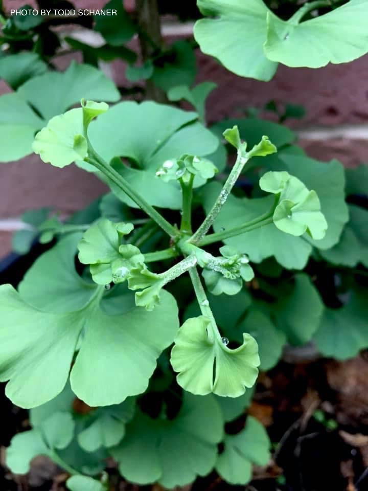 - Ginkgo biloba 'Lila' Dwarf Ginkgo Tree - Mr Maple │ Buy Japanese Maple Trees