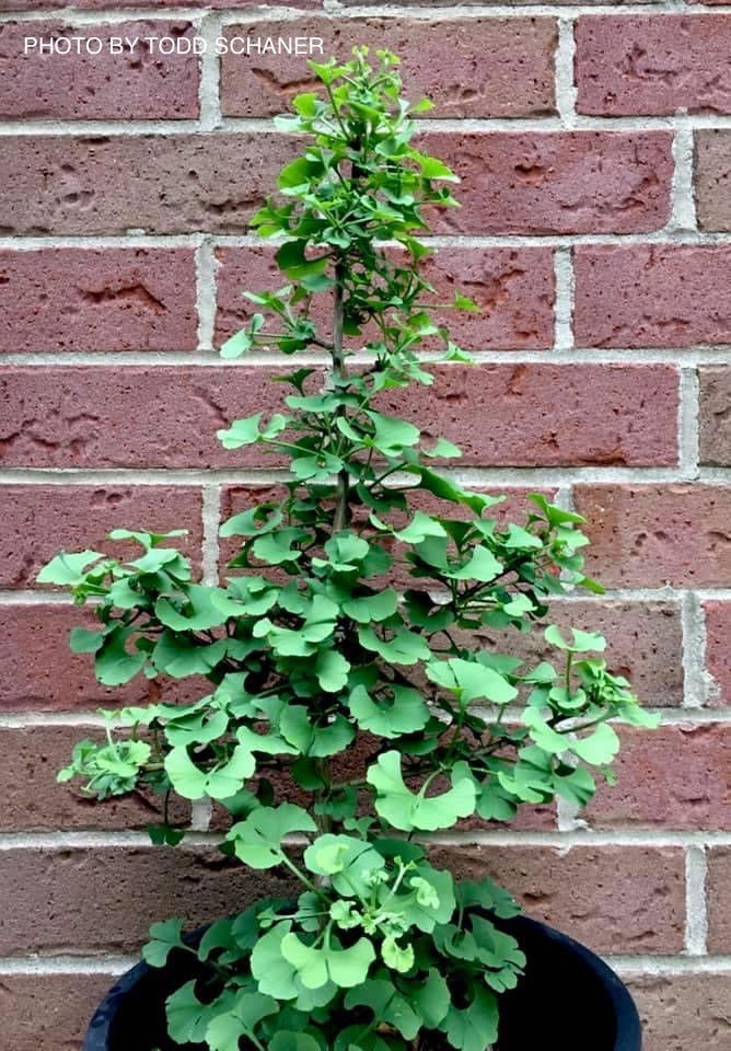 - Ginkgo biloba 'Lila' Dwarf Ginkgo Tree - Mr Maple │ Buy Japanese Maple Trees