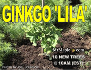 - Ginkgo biloba 'Lila' Dwarf Ginkgo Tree - Mr Maple │ Buy Japanese Maple Trees