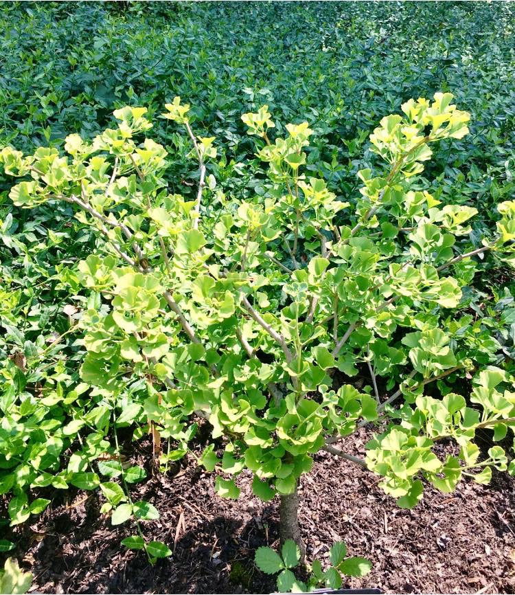 - Ginkgo biloba 'Little Leaf' Small Leaf Male Ginkgo Tree - Mr Maple │ Buy Japanese Maple Trees