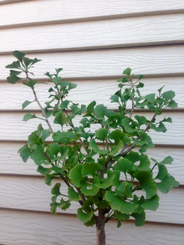 - Ginkgo biloba 'Little Leaf' Small Leaf Male Ginkgo Tree - Mr Maple │ Buy Japanese Maple Trees