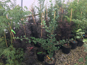 - Ginkgo biloba 'Little Leaf' Small Leaf Male Ginkgo Tree - Mr Maple │ Buy Japanese Maple Trees
