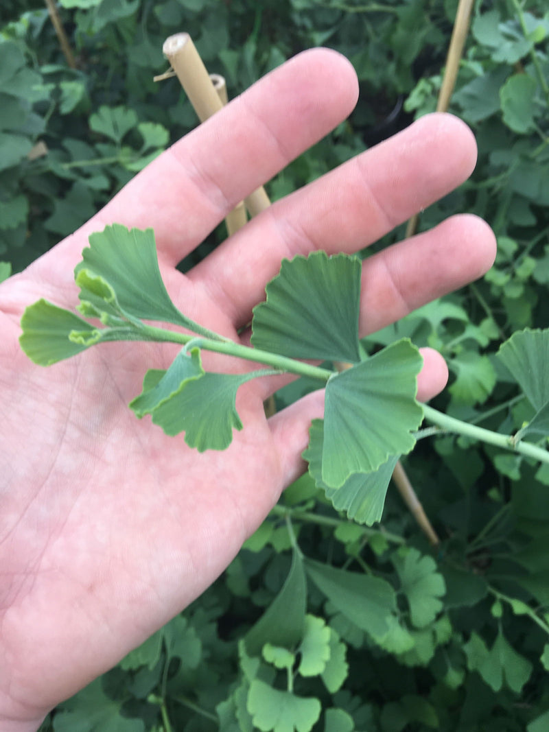 - Ginkgo biloba 'Little Leaf' Small Leaf Male Ginkgo Tree - Mr Maple │ Buy Japanese Maple Trees