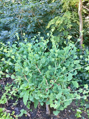 - Ginkgo biloba 'Little Leaf' Small Leaf Male Ginkgo Tree - Mr Maple │ Buy Japanese Maple Trees