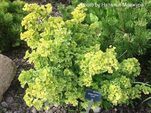 '- Ginkgo biloba 'Louis' Dwarf Ginkgo Tree - Mr Maple │ Buy Japanese Maple Trees