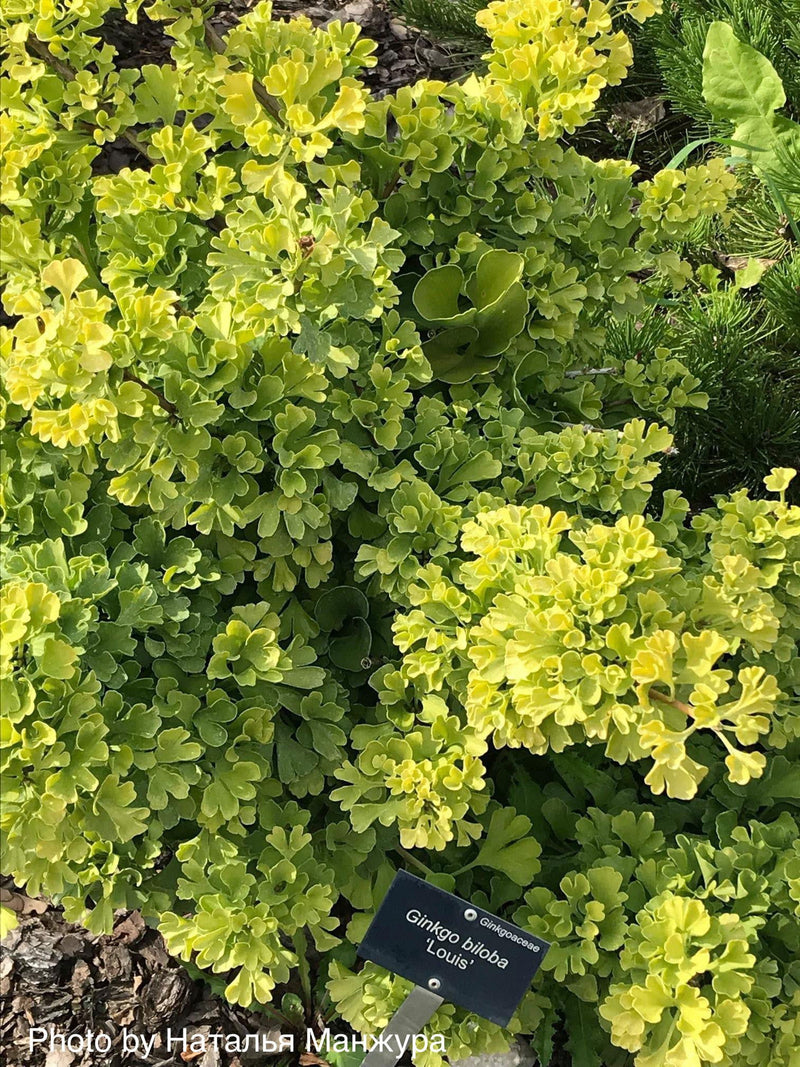 - Ginkgo biloba 'Louis' Dwarf Ginkgo Tree - Mr Maple │ Buy Japanese Maple Trees