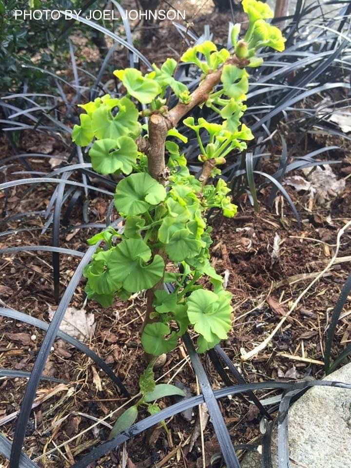 - Ginkgo biloba 'Louis' Dwarf Ginkgo Tree - Mr Maple │ Buy Japanese Maple Trees