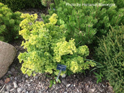 - Ginkgo biloba 'Louis' Dwarf Ginkgo Tree - Mr Maple │ Buy Japanese Maple Trees
