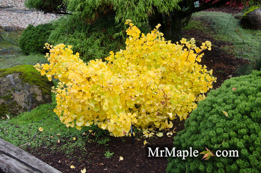 - Ginkgo biloba 'Mariken' Dwarf Ginkgo Tree - Mr Maple │ Buy Japanese Maple Trees