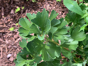 - Ginkgo biloba 'Mariken' Dwarf Ginkgo Tree - Mr Maple │ Buy Japanese Maple Trees