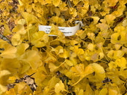 - Ginkgo biloba 'Mariken' Dwarf Ginkgo Tree - Mr Maple │ Buy Japanese Maple Trees