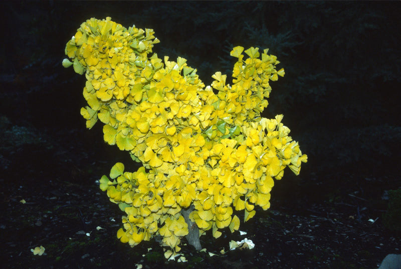 - Ginkgo biloba 'Mariken' Dwarf Ginkgo Tree - Mr Maple │ Buy Japanese Maple Trees