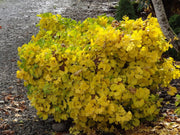 - Ginkgo biloba 'Mariken' Dwarf Ginkgo Tree - Mr Maple │ Buy Japanese Maple Trees