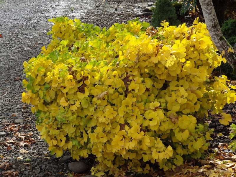 - Ginkgo biloba 'Mariken' Dwarf Ginkgo Tree - Mr Maple │ Buy Japanese Maple Trees