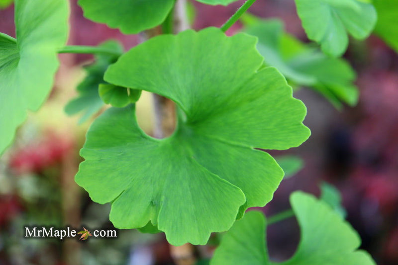 - Ginkgo biloba 'Mariken' Dwarf Ginkgo Tree - Mr Maple │ Buy Japanese Maple Trees