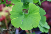 - Ginkgo biloba 'Mariken' Dwarf Ginkgo Tree - Mr Maple │ Buy Japanese Maple Trees
