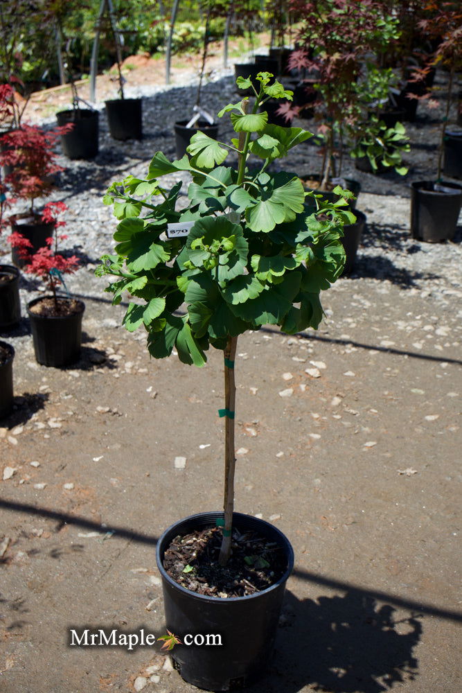 - Ginkgo biloba 'Mariken' Dwarf Ginkgo Tree - Mr Maple │ Buy Japanese Maple Trees