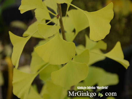 - Ginkgo biloba 'Mayfield' Columnar Male Ginkgo Tree - Mr Maple │ Buy Japanese Maple Trees