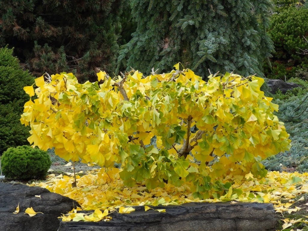 Buy Ginkgo biloba 'Nana Horizontalis' Dwarf Weeping Male Ginkgo