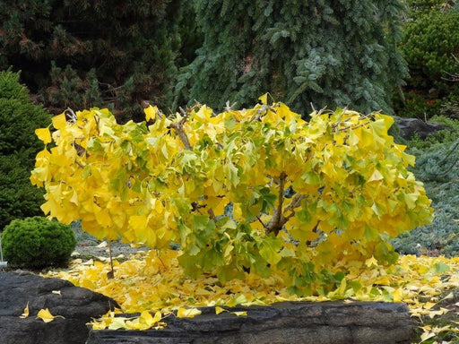 - Ginkgo biloba 'Nana Horizontalis' Dwarf Weeping Male Ginkgo Tree - Mr Maple │ Buy Japanese Maple Trees