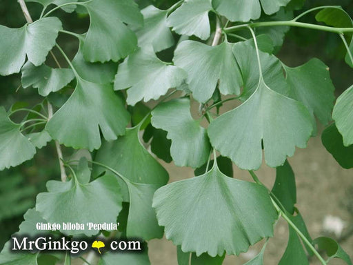 - Ginkgo biloba 'Pendula' Weeping Male Ginkgo Tree - Mr Maple │ Buy Japanese Maple Trees