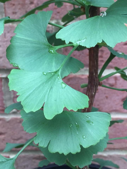 - Ginkgo biloba 'Pendula' Weeping Male Ginkgo Tree - Mr Maple │ Buy Japanese Maple Trees