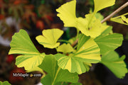 - Ginkgo biloba 'Peve Maribo' Dwarf Variegated Ginkgo Tree - Mr Maple │ Buy Japanese Maple Trees