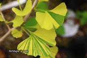 - Ginkgo biloba 'Peve Maribo' Dwarf Variegated Ginkgo Tree - Mr Maple │ Buy Japanese Maple Trees