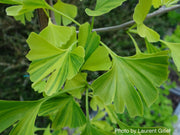 - Ginkgo biloba 'Peve Maribo' Dwarf Variegated Ginkgo Tree - Mr Maple │ Buy Japanese Maple Trees