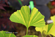 - Ginkgo biloba 'Peve Maribo' Dwarf Variegated Ginkgo Tree - Mr Maple │ Buy Japanese Maple Trees
