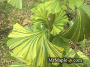 - Ginkgo biloba 'Peve Maribo' Dwarf Variegated Ginkgo Tree - Mr Maple │ Buy Japanese Maple Trees