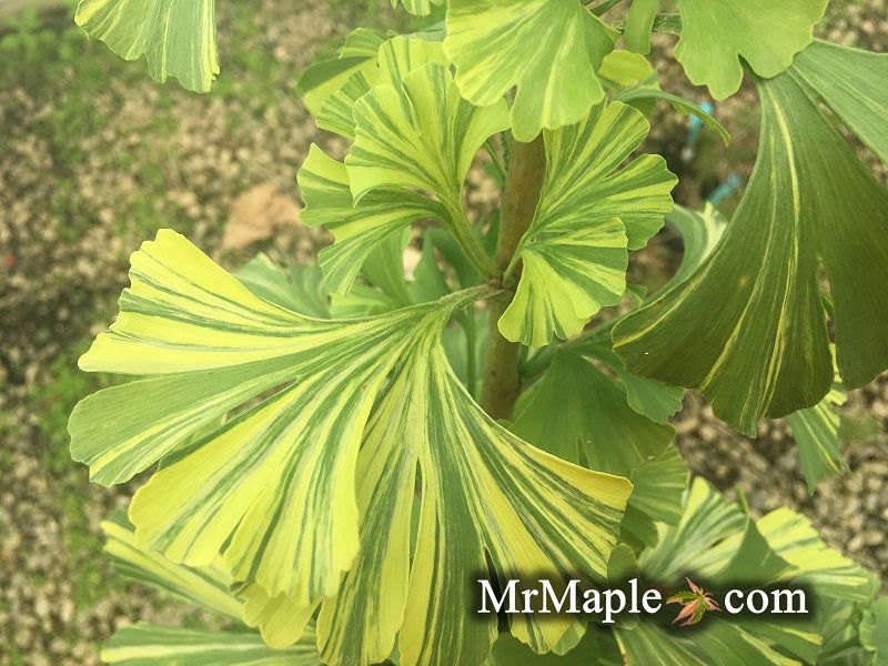 - Ginkgo biloba 'Peve Maribo' Dwarf Variegated Ginkgo Tree - Mr Maple │ Buy Japanese Maple Trees