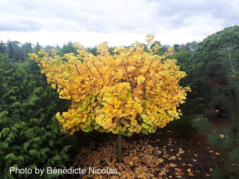- Ginkgo biloba 'Peve Maribo' Dwarf Variegated Ginkgo Tree - Mr Maple │ Buy Japanese Maple Trees