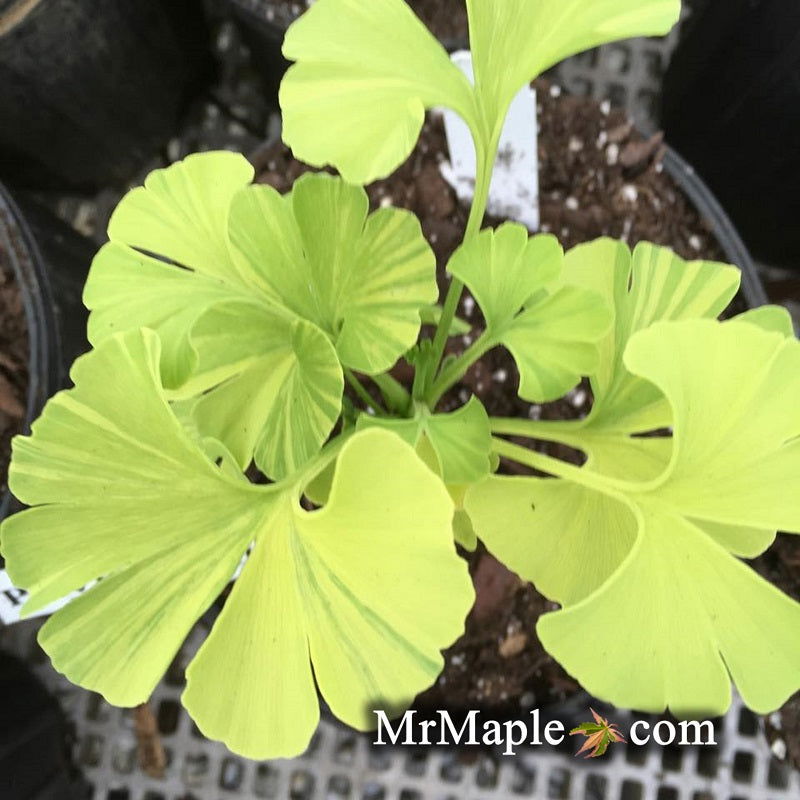 - Ginkgo biloba 'Peve Maribo' Dwarf Variegated Ginkgo Tree - Mr Maple │ Buy Japanese Maple Trees